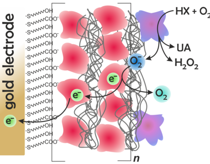 Sensor aus Protein-Multischichtstrukturen