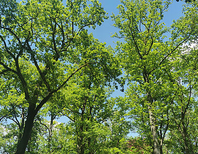 Bäume mit grünen Blättern vor blauem Himmel