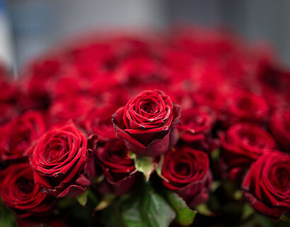 Bild von einem Strauß roter Rosen