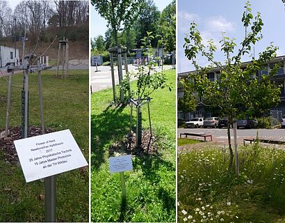 Bildcollage mit verschiedenen Ansichten des Newtonschen Apfelbaums auf dem TH-Wildau-Campus