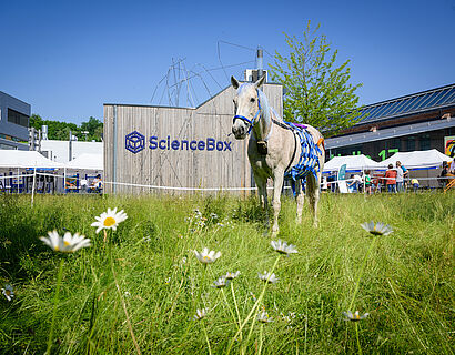 Weißes Pferd steht auf einer grünen Wiese vor der ScienceBox der TH Wildau