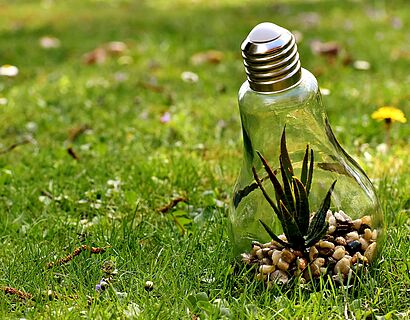 Pflanze, die im Glas einer Glühbirne auf einer Wiese wächst